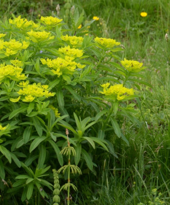 euphorbia_austriaca_01.jpg