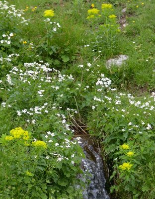 euphorbia_austriaca_02.jpg