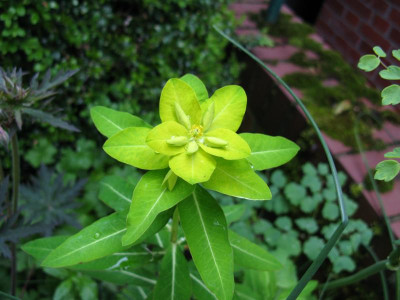 Euphorbia wallichii.JPG