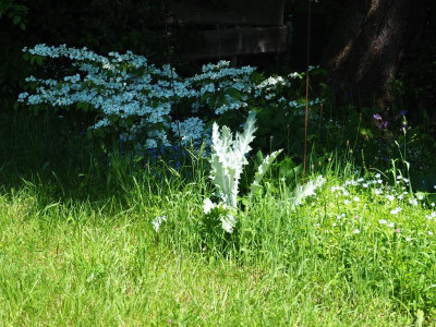 Viburnum Lanarth mit Eselsdistel P5240008.JPG