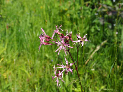 Lychnis flos-cuculi P5280099.JPG