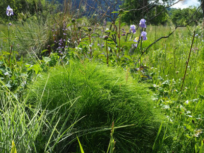 Peucedanum officinale P5280103.JPG