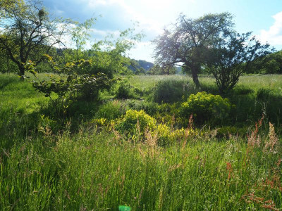 Ende Wiesengarten P5290167.JPG