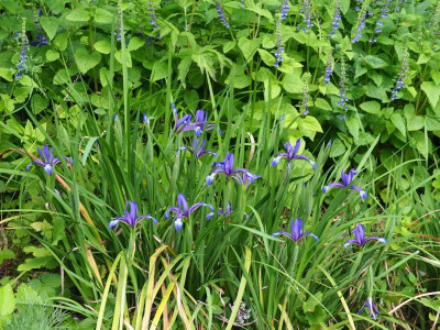 Iris sintenisii P6030278.JPG