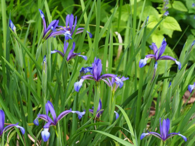 Iris sintenisii b P6030280.JPG