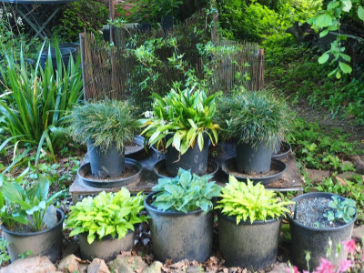 letzte Hosta P6030285.JPG