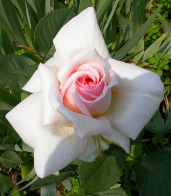 Ophelia_2006.jpg