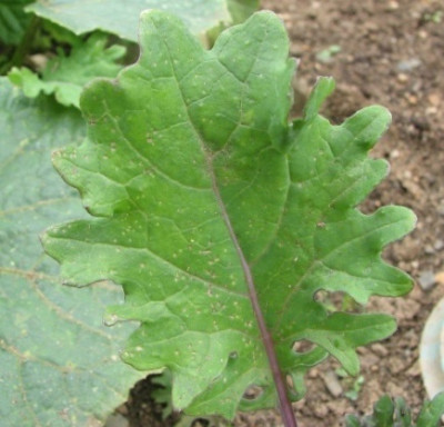 07sibirischer_kohl03.jpg