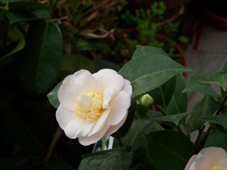 100_0807_Camellia_Botanyuki_1._Blute_2_75_P.jpg