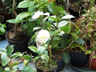 100_0805_75_P.jpg