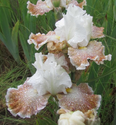 TB Owyhee Desert.JPG