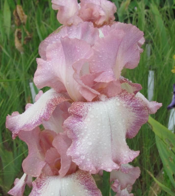 TB Pink Confetti.JPG