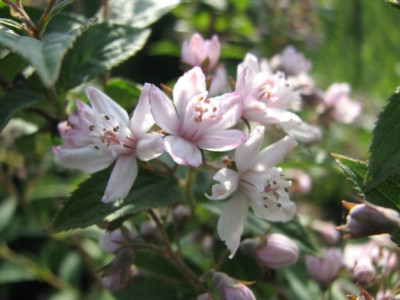 07deutzia04.jpg