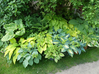 2021-06-06 Hosta 1.jpg