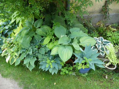 2021-06-06 Hosta 2.jpg