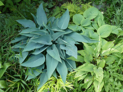 2021-06-06 Hosta 3.jpg
