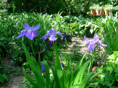 Iris tectorum DSCN6462.JPG