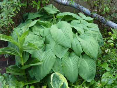 2021-06-06 Hosta 'Niagara Falls'.jpg