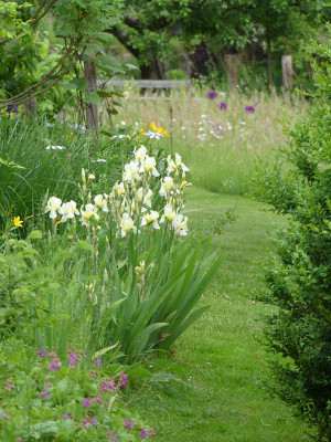 2021-06-06 Iris flavescens 4.jpg