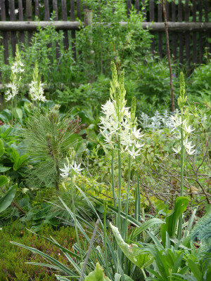 2021-06-06 Camassia 2.jpg