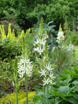 2021-06-06 Camassia 1.jpg