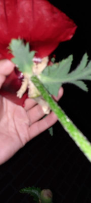 20210606_230100.jpg