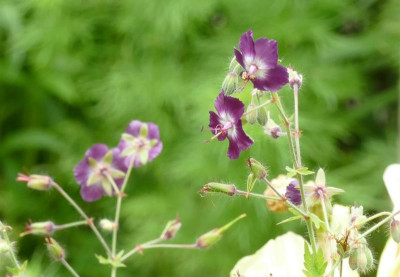 Geranium_phaeum_P1020538_B.jpg