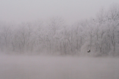 Original-Vogel-1.jpg