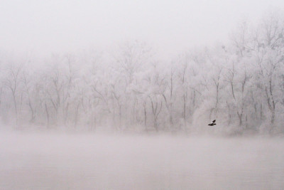 Original-Vogel-1-ph-bearbeitet.jpg