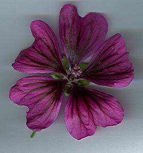 Malva_sylvestris0406.jpg