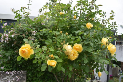 heute 7.6. durch den Garten 020.JPG