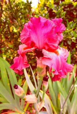 roter iris.jpg
