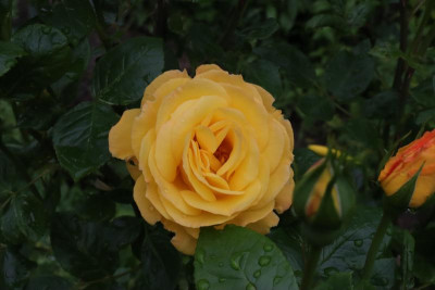 IMG_3766.JPG