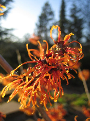 hamamelis_feuerzauber01.jpg