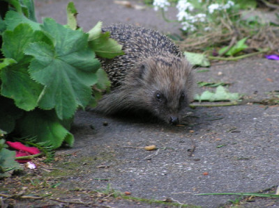Igel-Sep-1.jpg