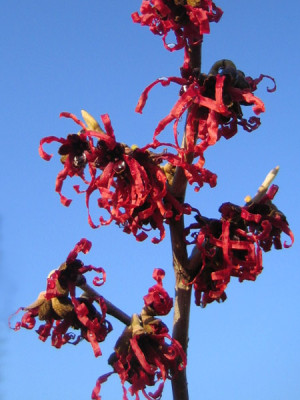 hamamelis_dunkelrot01.jpg