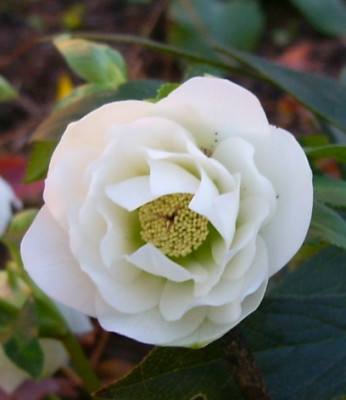02.01.08-Helleborus_wei_gefullt.jpg