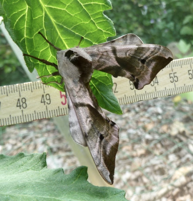 Smerinthus.jpg