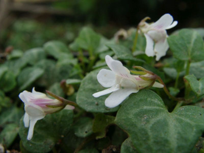 Cymbalaria hepaticifolia21.jpg