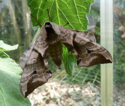 smerinthus2.jpg