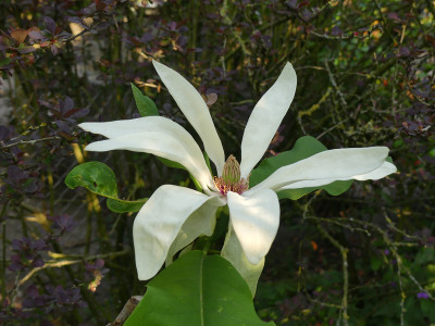 2021-06-07 Magnolia tripetala 1.jpg
