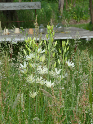 2021-06-07 Camassia 2.jpg