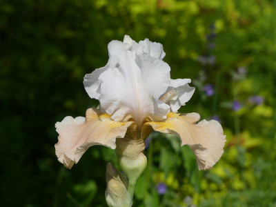 2021-06-07 Iris 'Champagne Elegance'.jpg