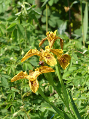 2021-06-07 Iris pseudacorus 'Berlin Tiger'.jpg