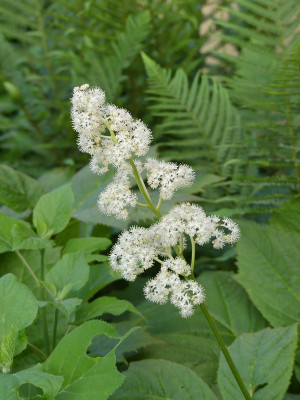 2021-06-07 Rodgersia podophylla 'Rotlaub'.jpg