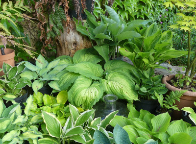 2021-06-07 Hosta 'War Paint' 1.jpg