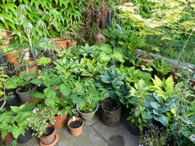 2021-06-07 Hosta 1.jpg