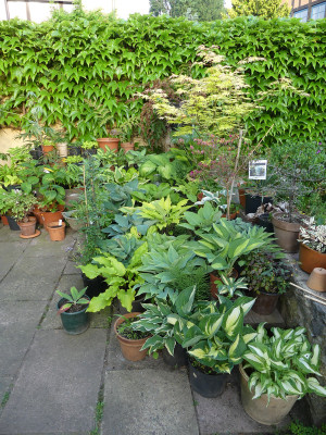 2021-06-07 Hosta 2.jpg