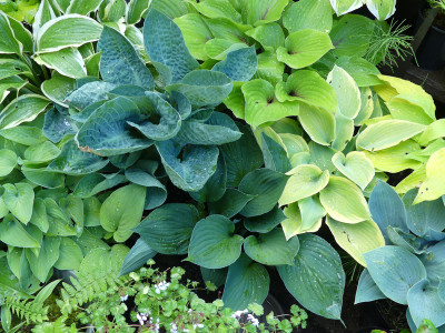 2021-06-07 Hosta 3.jpg