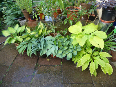 2021-06-07 Hosta 4.jpg